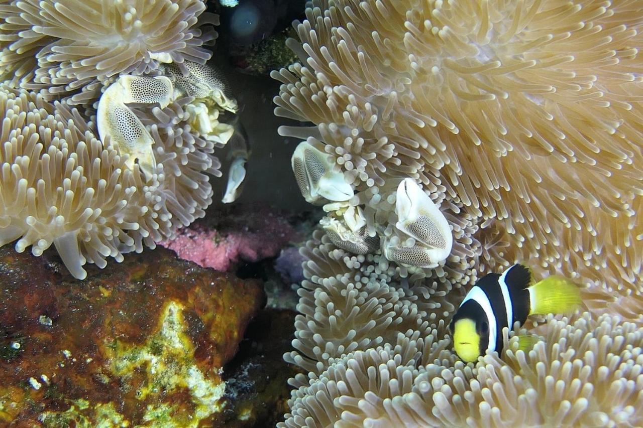 Malas Island View Fulidhoo Zewnętrze zdjęcie